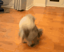 cat-flip.gif