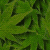 Gimp_leaves.png