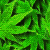 Gimp_leaves1.png