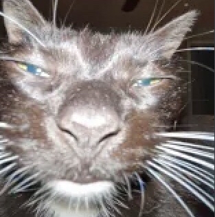 goofy cat.jpg