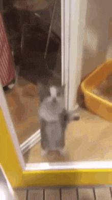 happy-cat-yippee-cat.gif