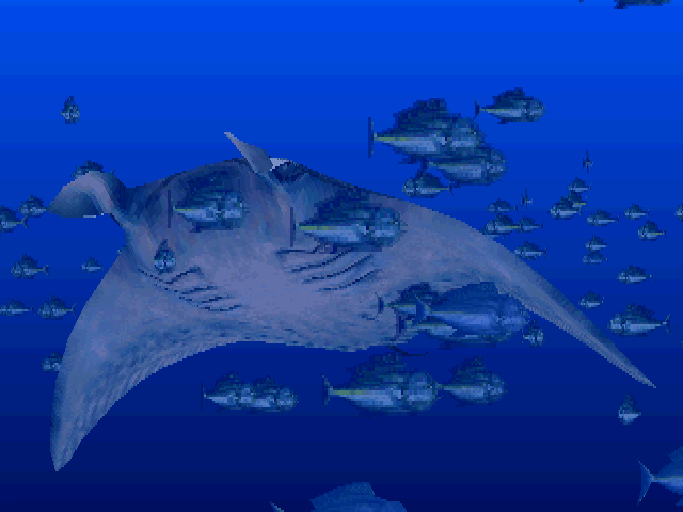 Manta Ray.gif